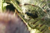 Larinus turbinatus