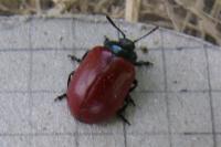 Chrysomela populi