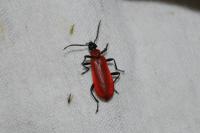 Pyrochroa coccinea