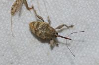 Curculio venosus