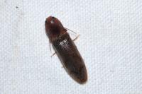 Stenagostus rhombeus