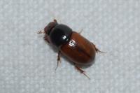 Bodilopsis