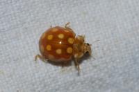 Calvia quindecimguttata