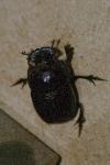 Copris lunaris