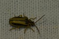 Xanthogaleruca luteola