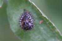 Chilocorus renipustulatus