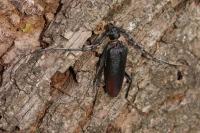 Cerambyx cerdo