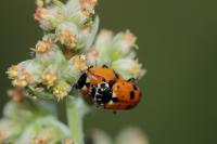 Hippodamia variegata