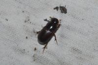 Bodilopsis