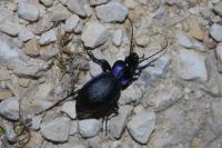 Carabus problematicus