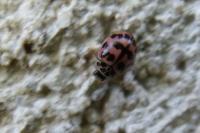Oenopia conglobata