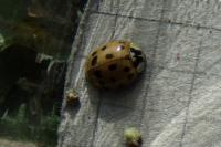 Harmonia axyridis
