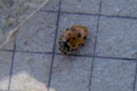 Hippodamia variegata