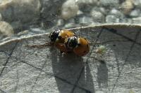 Hippodamia variegata