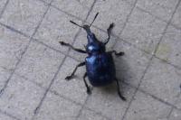 Byctiscus betulae