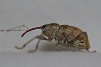Curculio venosus