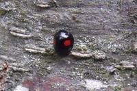 Chilocorus renipustulatus