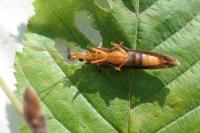 Oedemera femoralis