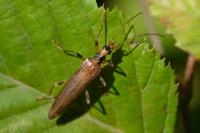 Oedemera femoralis