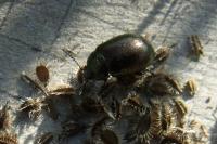 Chrysolina hyperici