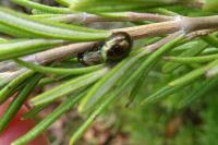 Chrysolina americana