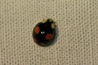 Harmonia axyridis