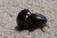 Chrysolina bankii