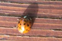 Harmonia axyridis