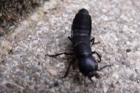 Ocypus olens