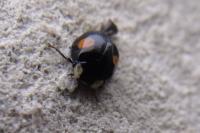 Harmonia axyridis