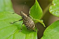 Liophloeus tessulatus