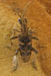 Rhagium sycophanta