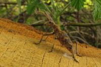 Rhagium sycophanta
