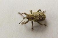 Hypera pastinacae