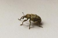Hypera pastinacae