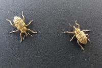Hypera pastinacae