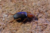 Brachinus sclopeta