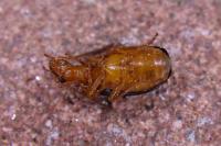Brachinus sclopeta