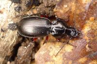 Pterostichus madidus