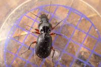 Pterostichus madidus