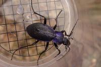 Carabus problematicus