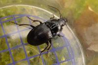 Abax ovalis