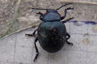 Timarcha goettingensis