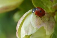 Coccinella septempunctata