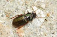 Harpalus affinis