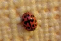 Oenopia conglobata