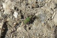 Cicindela campestris
