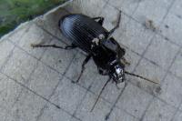 Abax parallelus