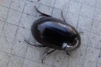 Hydrochara caraboides