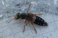 Staphylinus dimidiaticornis